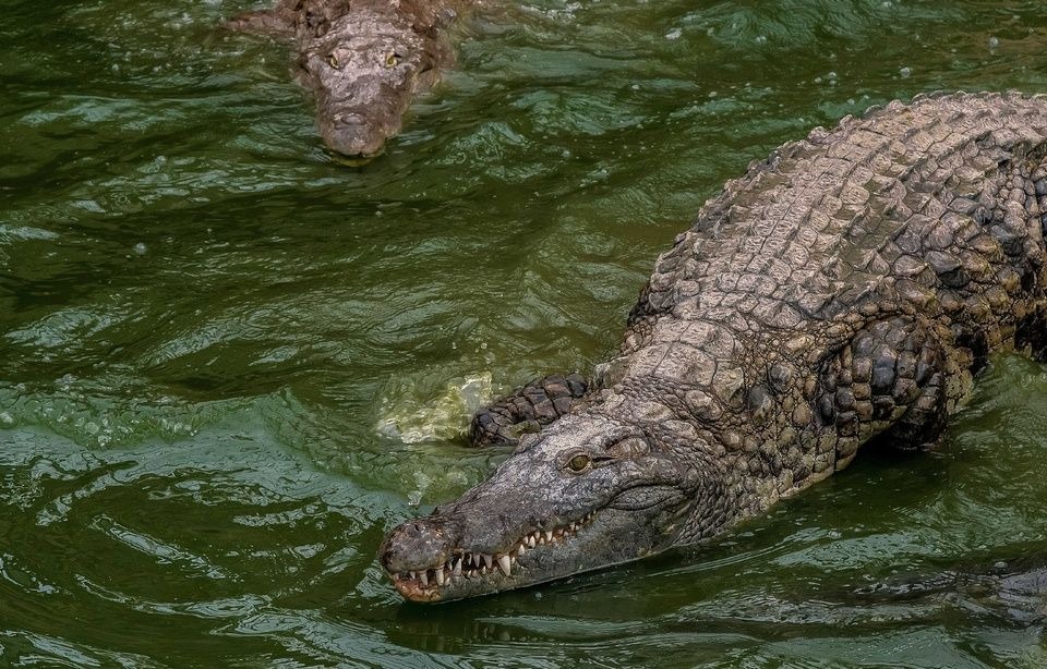 Zimbabwe : un crocodile attaque des touristes dans une piscine