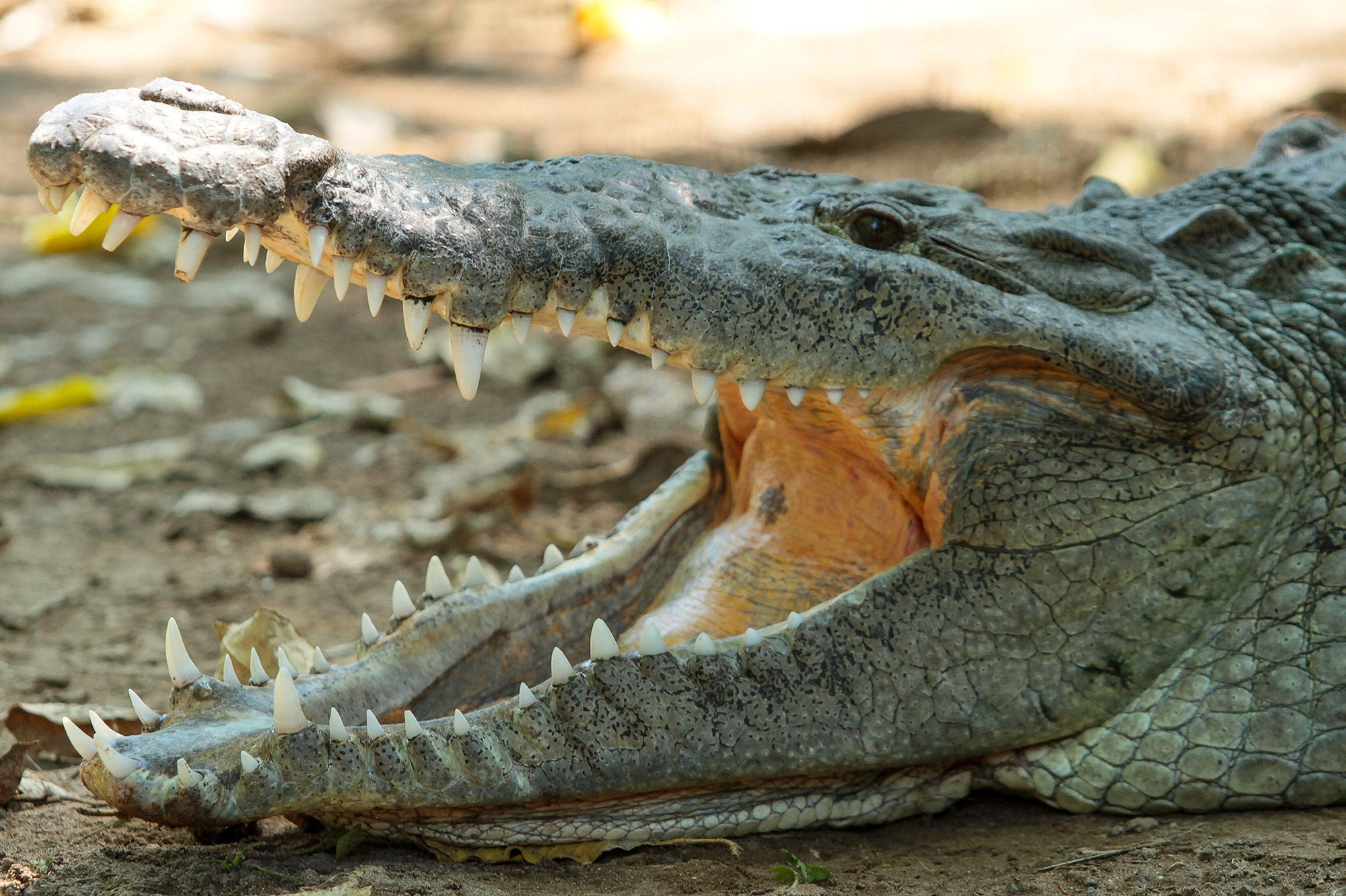 Zimbabwe : un crocodile attaque des touristes dans une piscine