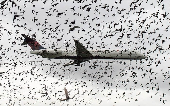 The plane was attacked by a swarm of birds while in flight, causing the pilot to burst into tears