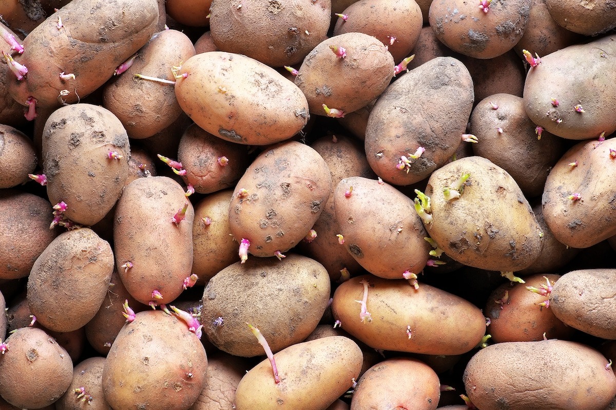 Is Eating Sprouted Potatoes Really That Risky?