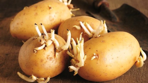 Is Eating Sprouted Potatoes Really That Risky? ➤ Buzzday.info