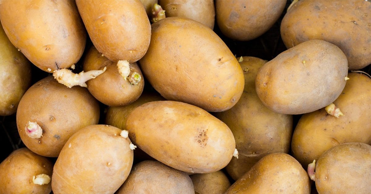 Is Eating Sprouted Potatoes Really That Risky?