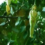 Sự thật về cây ‘gái khỏa thân’ đang gây ồn ào trên mạng ➤ Buzzday.info