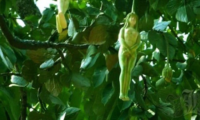 Sự thật về cây ‘gái khỏa thân’ đang gây ồn ào trên mạng ➤ Buzzday.info