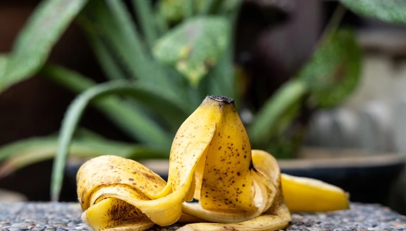 Wystarczy zakopać banany w ogrodzie i tak się dzieje ➤ Buzzday.info
