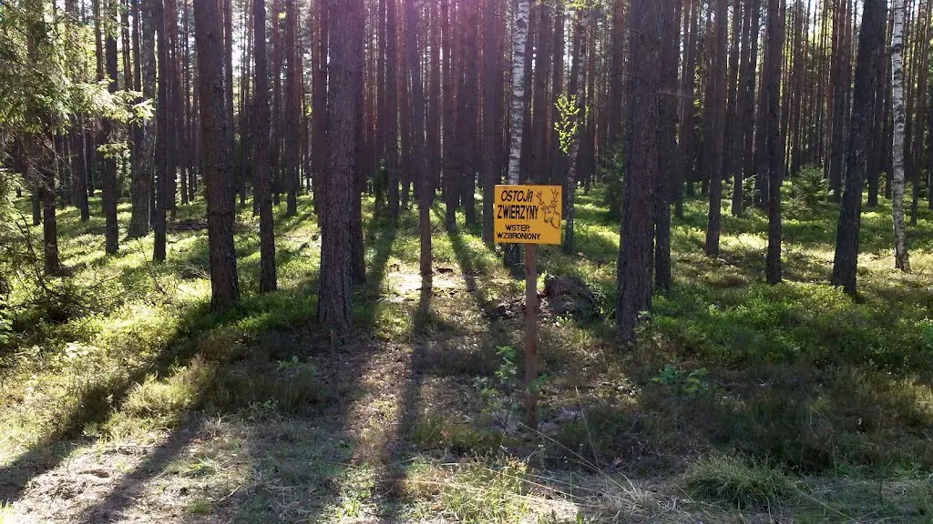 Leśnicy ostrzegają spacerowiczów przed niebezpieczeństwami związanymi z chodzeniem po naszych lasach. Wskaźnik śmiertelności wynosi 90 procent