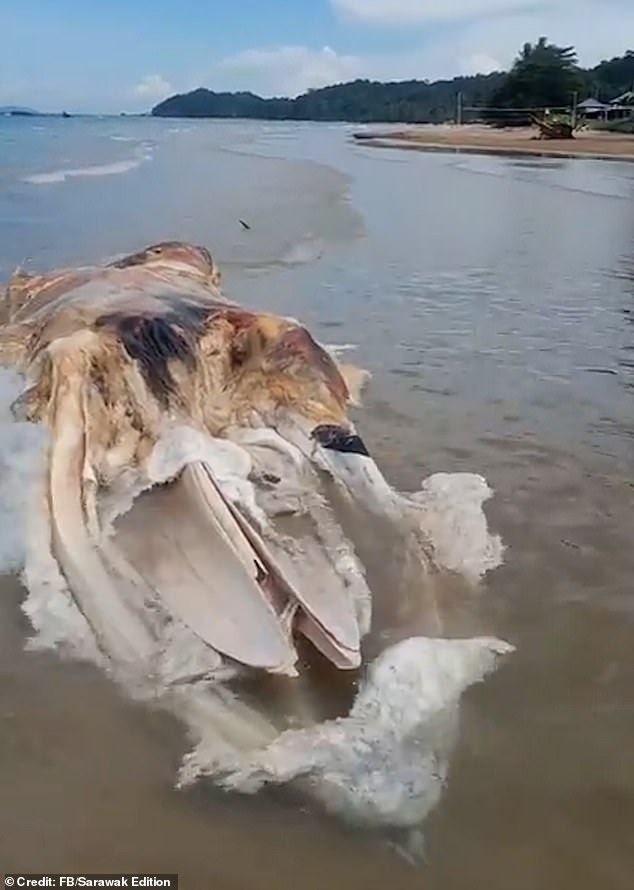 A massive unidentified organic mass, known as a ‘globster,’ washed up on Telok Melano beach in Malaysia, horrifying locals