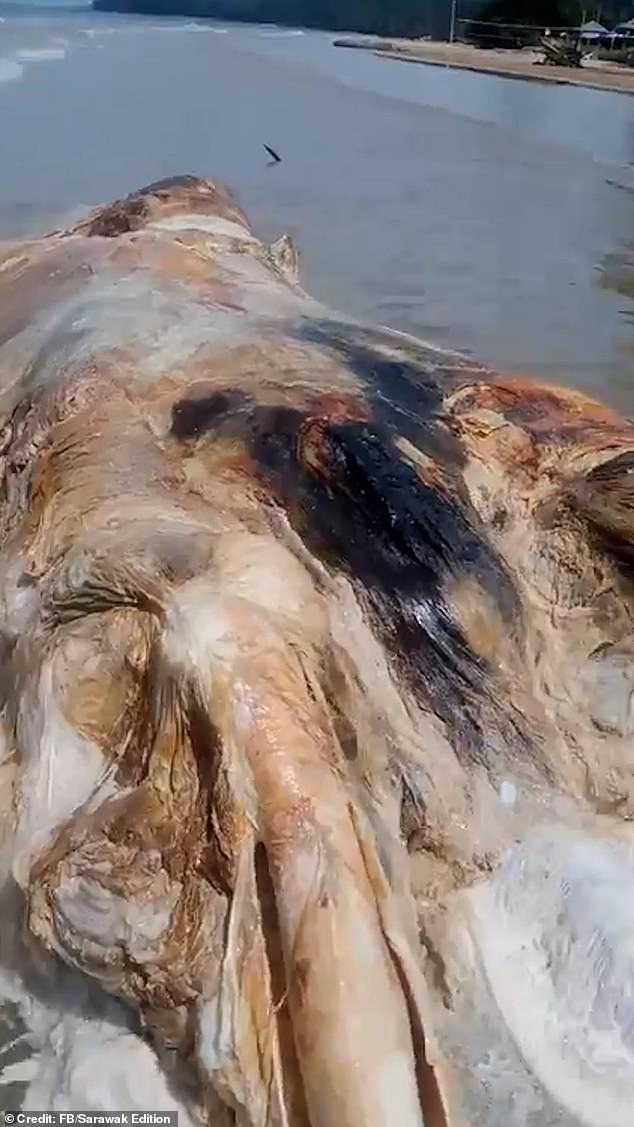 A massive unidentified organic mass, known as a ‘globster,’ washed up on Telok Melano beach in Malaysia, horrifying locals