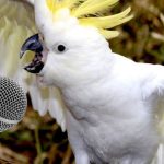 Questo pappagallo canta «La Traviata» come un vero amante dell’opera ➤ Buzzday.info