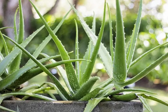 Co se stane s těmi, kteří mají doma aloe vera ➤ Buzzday.info