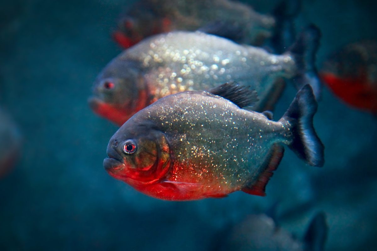 Piraně připlavaly k lidem a stalo se to