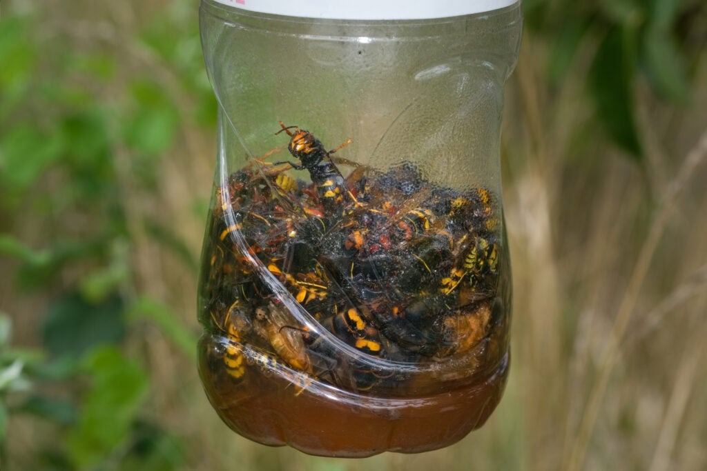 Pour éviter la prolifération des frelons asiatiques cet été, il faut agir dès le printemps