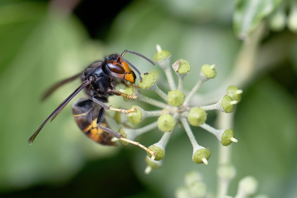 Pour éviter la prolifération des frelons asiatiques cet été, il faut agir dès le printemps