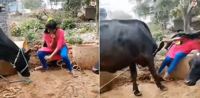 Funny video: Girl dances in front of buffalo, gets in BIG trouble over her actions – Watch ➤ Buzzday.info