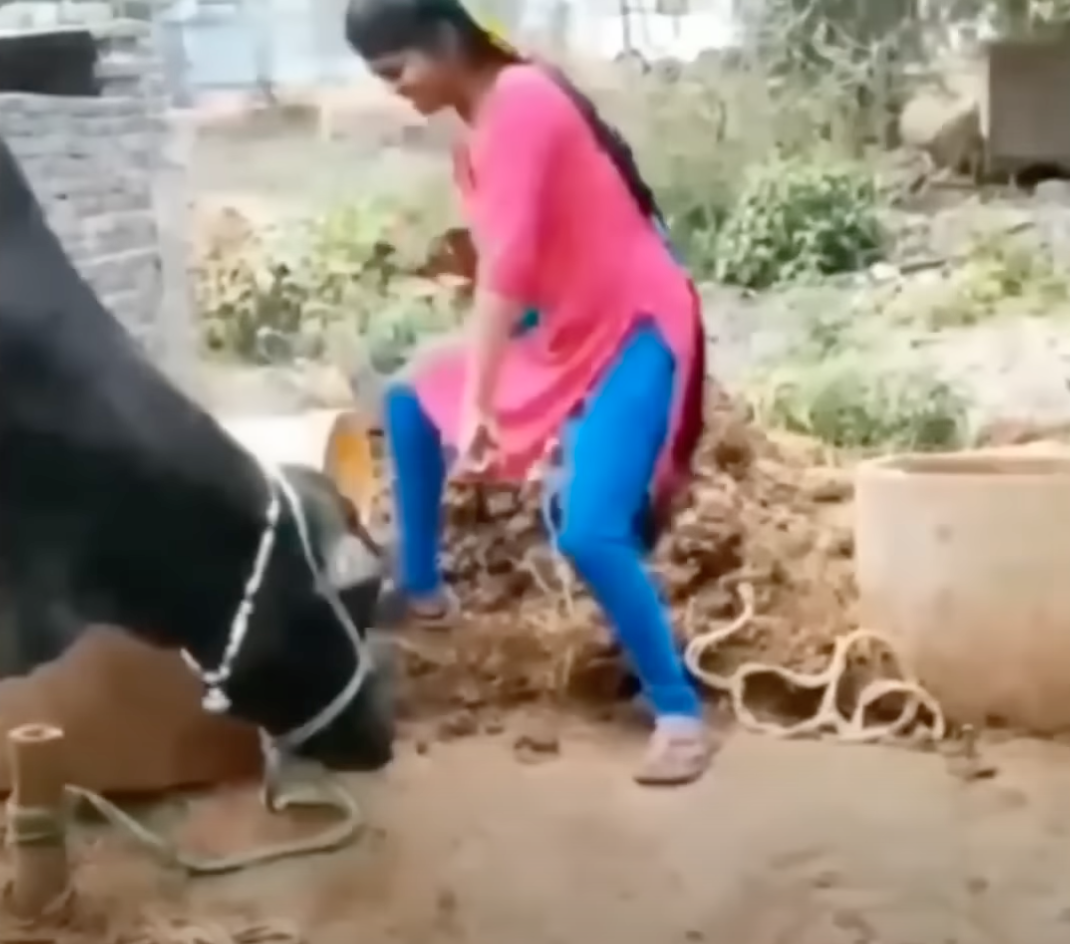 Funny video: Girl dances in front of buffalo, gets in BIG trouble over her actions – Watch