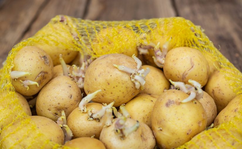 Puis-je manger des pommes de terre germées ? ➤ Buzzday.info