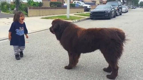 Chlapec potkal na ulici psa – nikdo nečekal, co bude následovat ➤ Buzzday.info