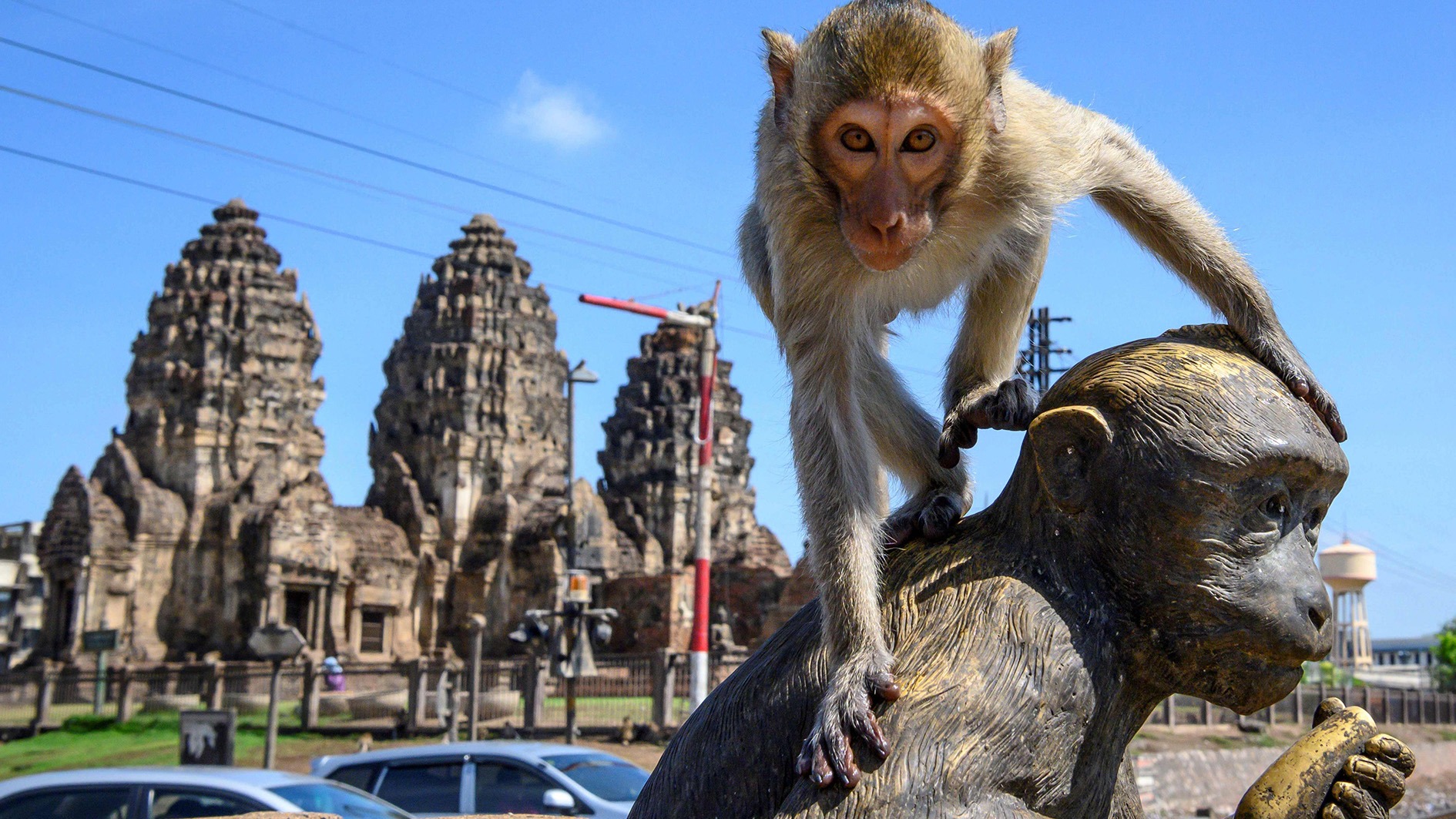 Monkeys invaded the city… Tourism is under threat