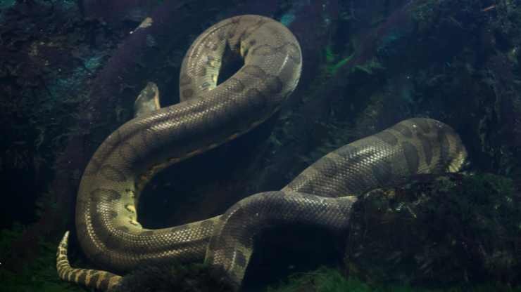 Il video di un ragazzo che cerca di scappare da un’anaconda gigante diventa virale sul web