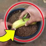 Perché interrare le banane in giardino? ➤ Buzzday.info