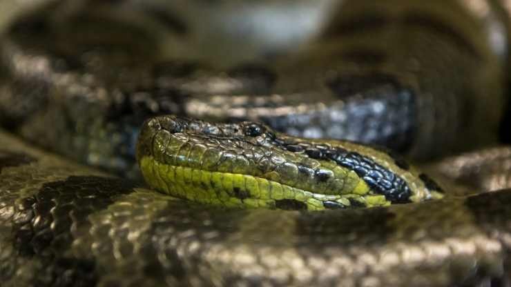 Il video di un ragazzo che cerca di scappare da un’anaconda gigante diventa virale sul web