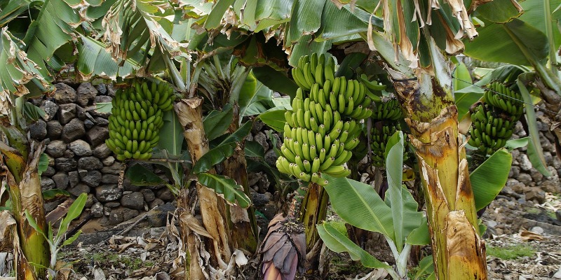 Perché interrare le banane in giardino?