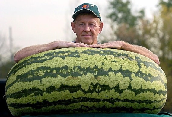 Omul a tăiat un pepene verde de 130 de kilograme. Asta era înăunt ➤ Buzzday.info