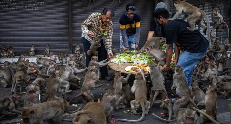 Monkeys invaded the city… Tourism is under threat