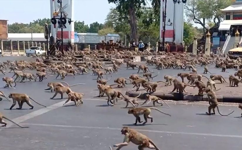 Monkeys invaded the city… Tourism is under threat ➤ Buzzday.info