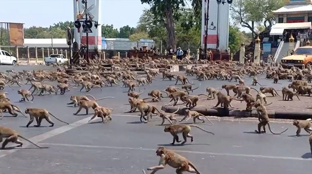 Monkeys invaded the city… Tourism is under threat ➤ Buzzday.info