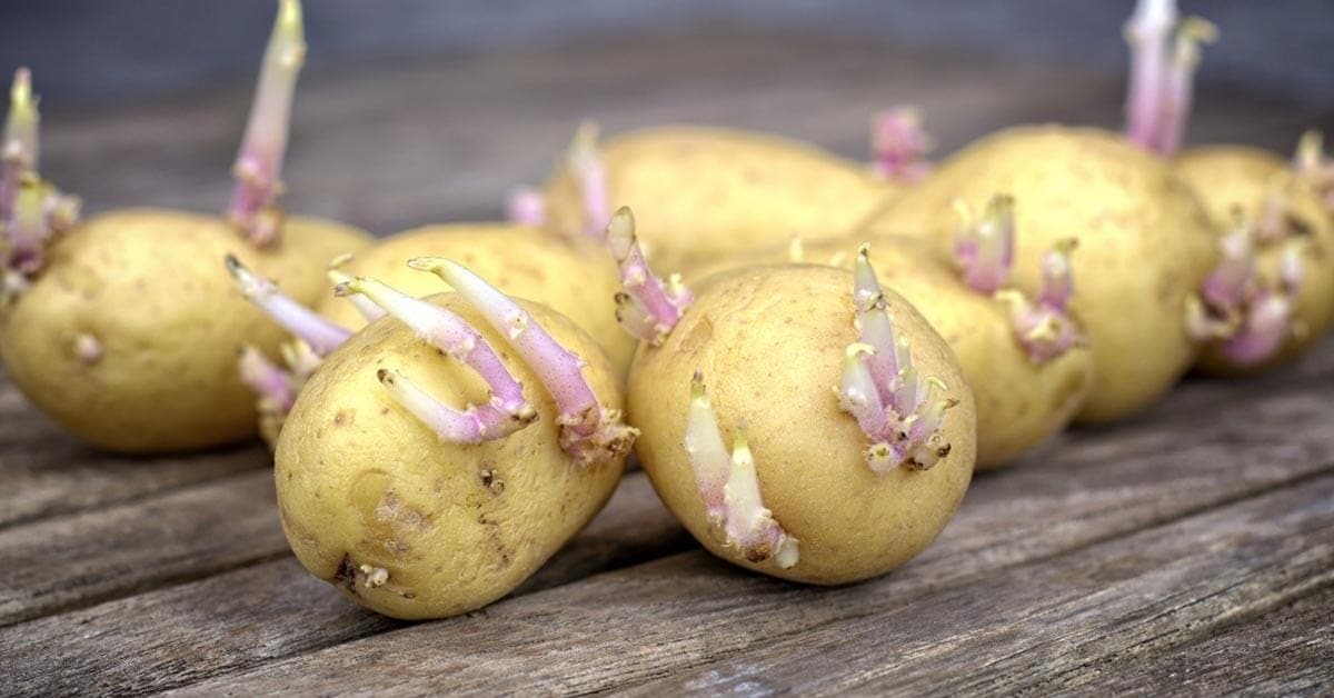 Puis-je manger des pommes de terre germées ?