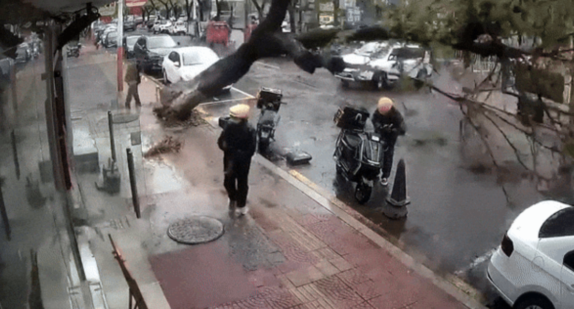 Video: Cây bật gốc đổ xuống đường, hai tài xế thoát chết thần kỳ ➤ Buzzday.info