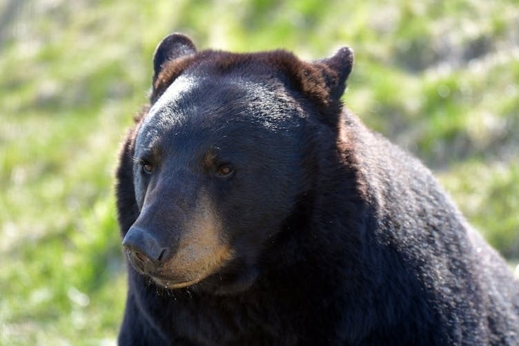 Black BearKickin’ It At A Bus Stop, Checks Out Woman