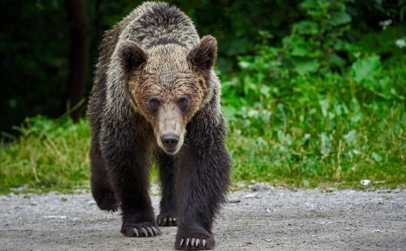 Medvěd ženu zavedl do lesa a to se také stalo ➤ Buzzday.info