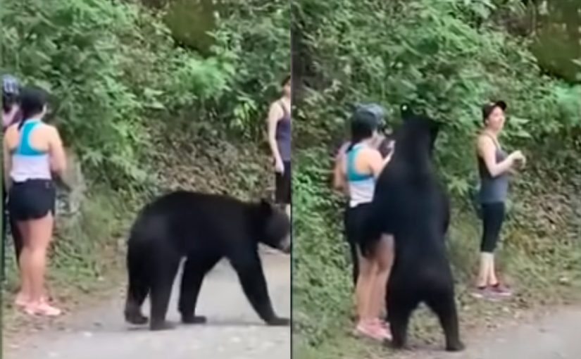 Black BearKickin’ It At A Bus Stop, Checks Out Woman ➤ Buzzday.info