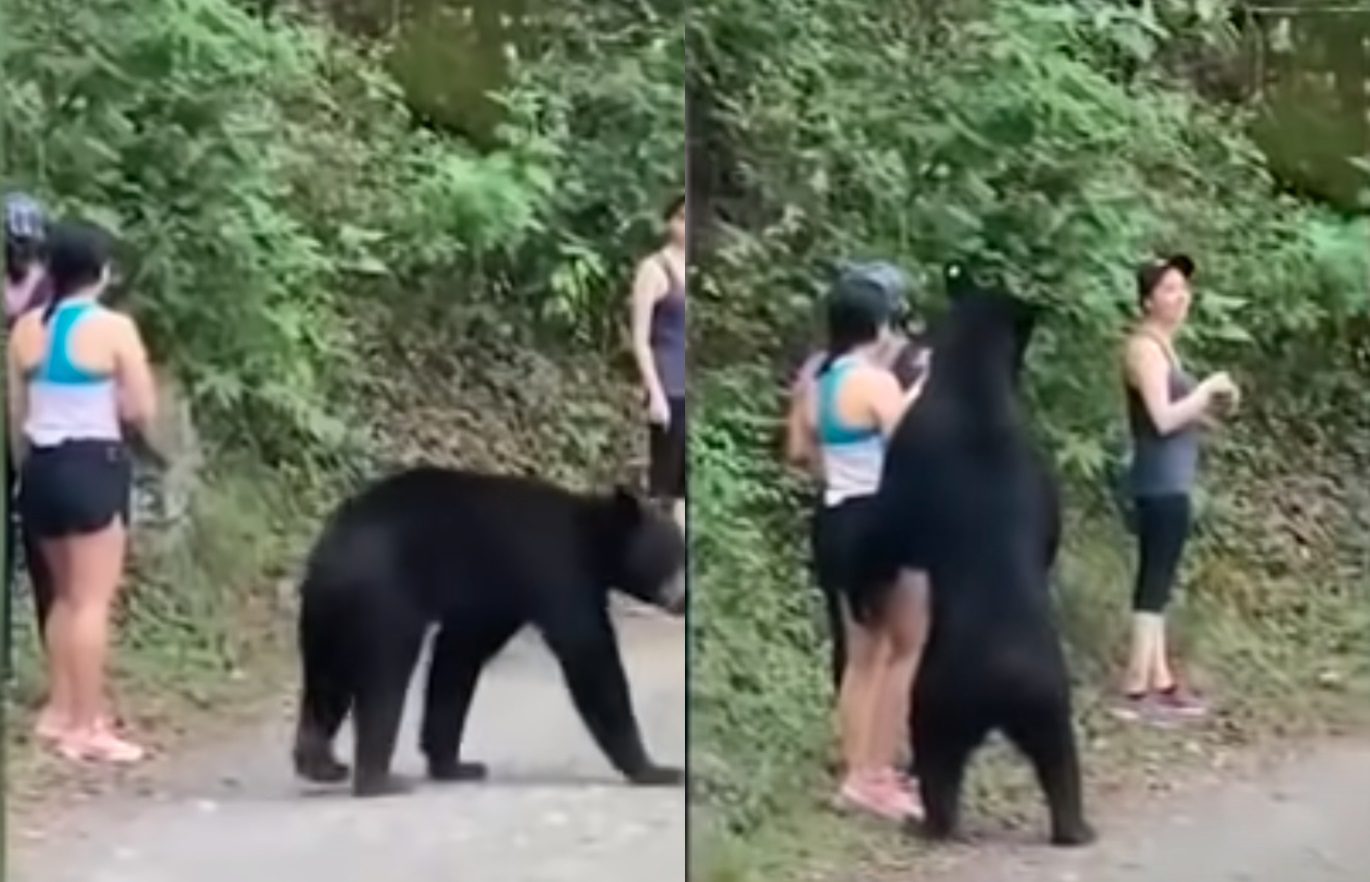 Black BearKickin’ It At A Bus Stop, Checks Out Woman