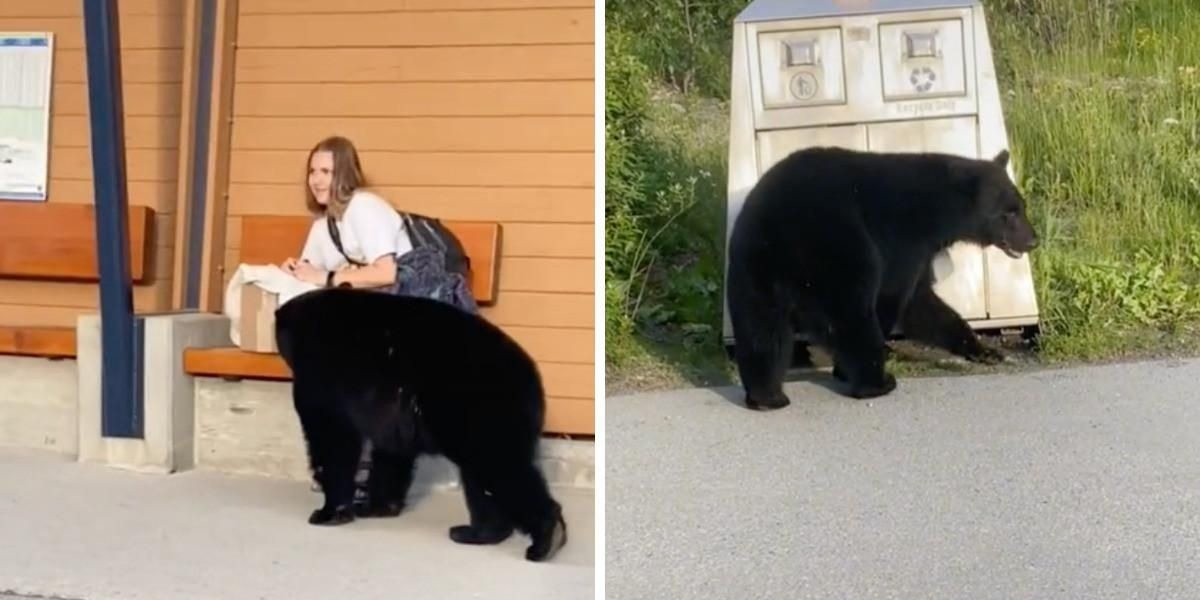 Black BearKickin’ It At A Bus Stop, Checks Out Woman