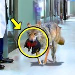 Wolf Broke Into A Hospital: Nurse Cried When She Realized Why! ➤ Buzzday.info