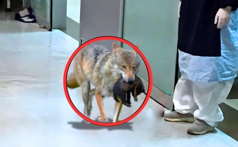 Un loup s’est introduit dans un hôpital – Une infirmière pleure ➤ Buzzday.info