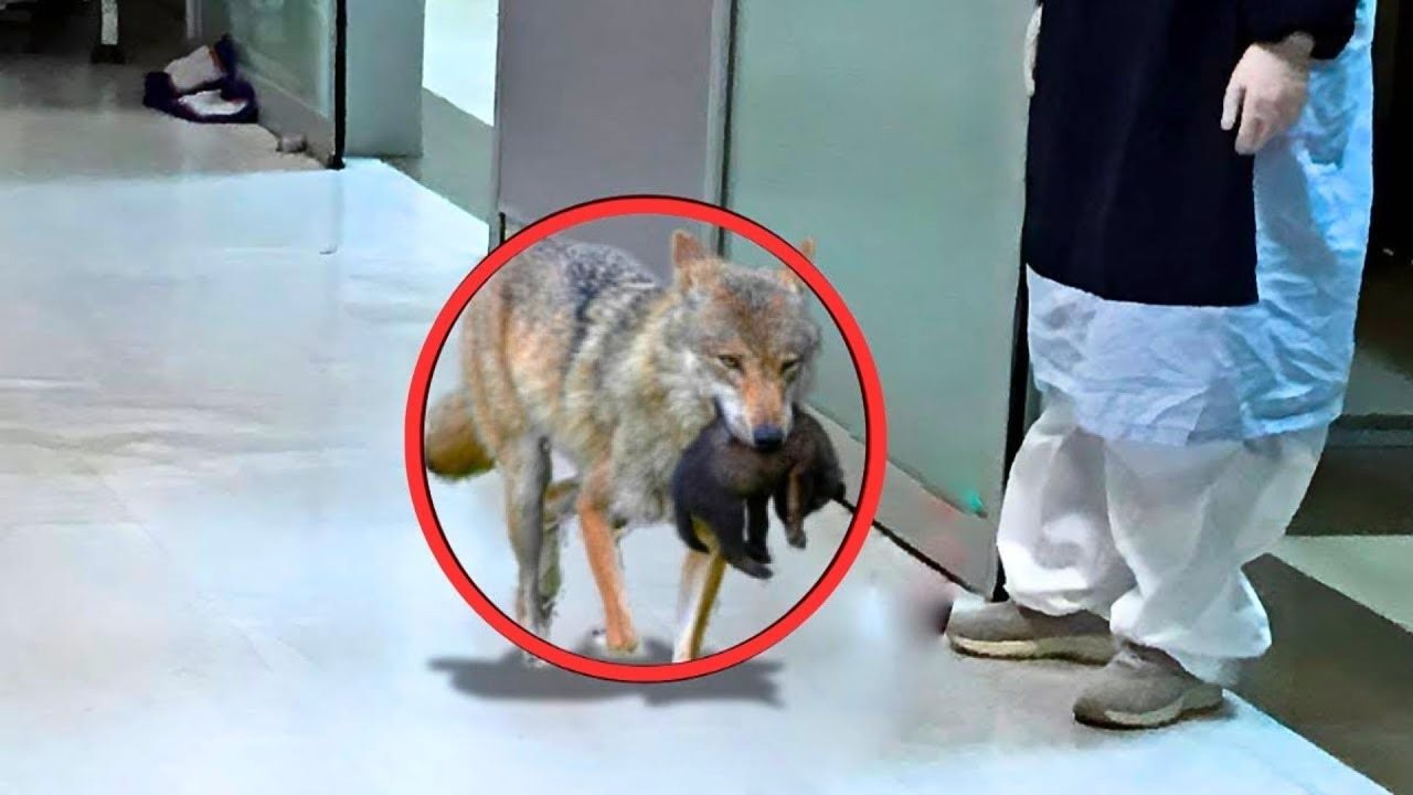 Un loup s’est introduit dans un hôpital – Une infirmière pleure