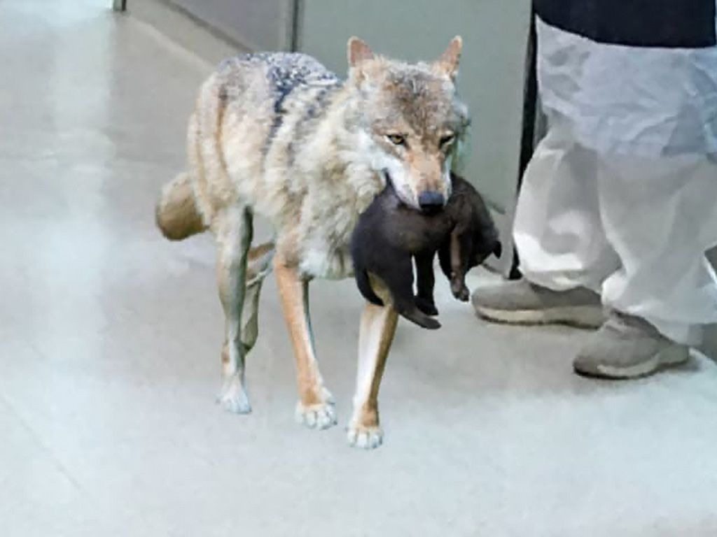 Wolf Broke Into A Hospital: Nurse Cried When She Realized Why!