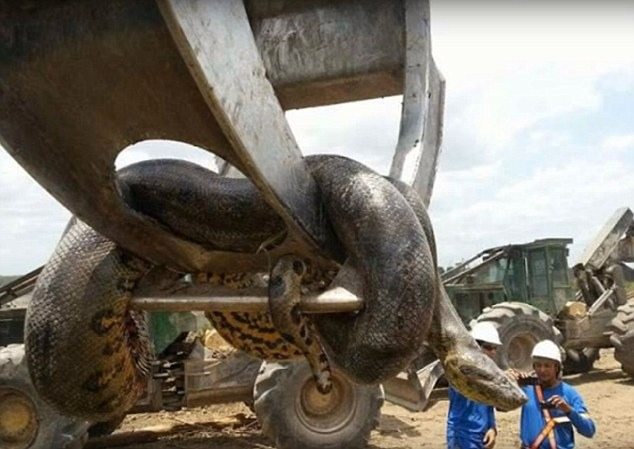 Is this the biggest snake ever? Construction workers discover 10m anaconda on a Brazilian building site ➤ Buzzday.info