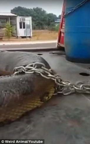 Is this the biggest snake ever? Construction workers discover 10m anaconda on a Brazilian building site