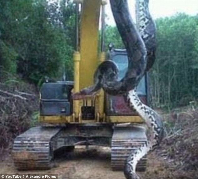 Is this the biggest snake ever? Construction workers discover 10m anaconda on a Brazilian building site