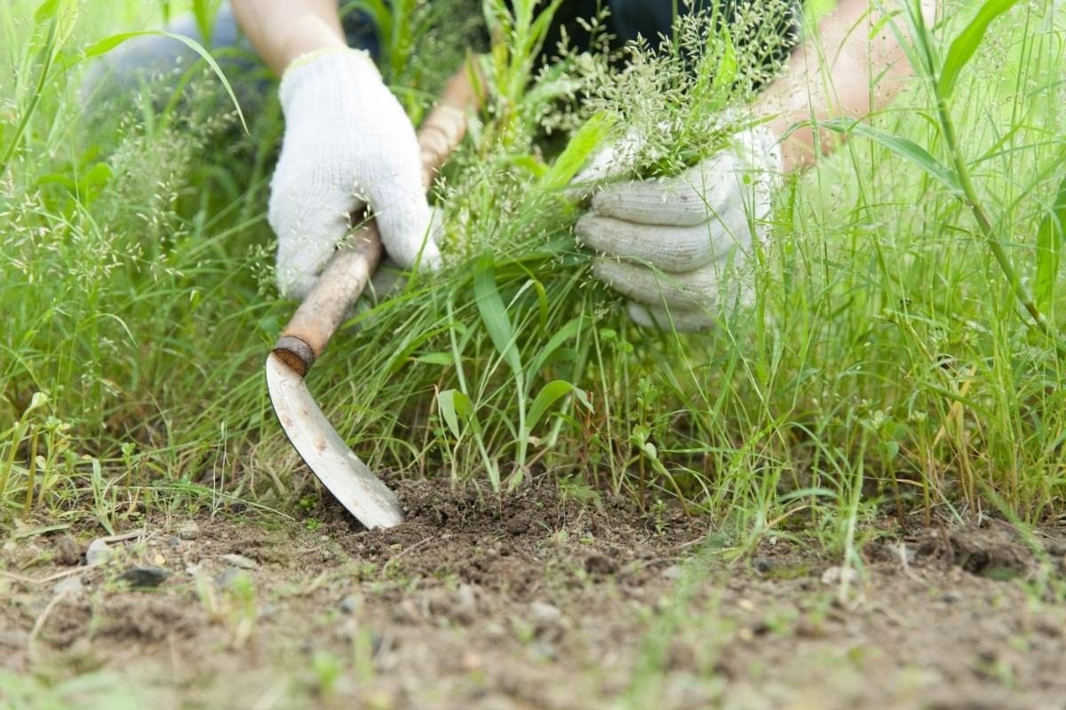 How to remove weeds effortlessly