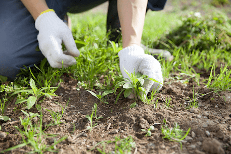 How to remove weeds effortlessly