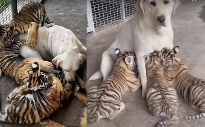 Dog Raises 3 Tiger Cubs, years later this happened ➤ Buzzday.info