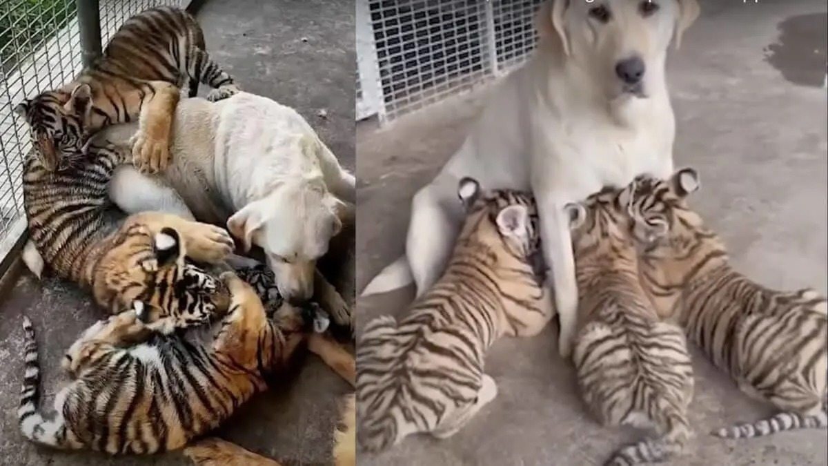 Dog Raises 3 Tiger Cubs, years later this happened ➤ Buzzday.info