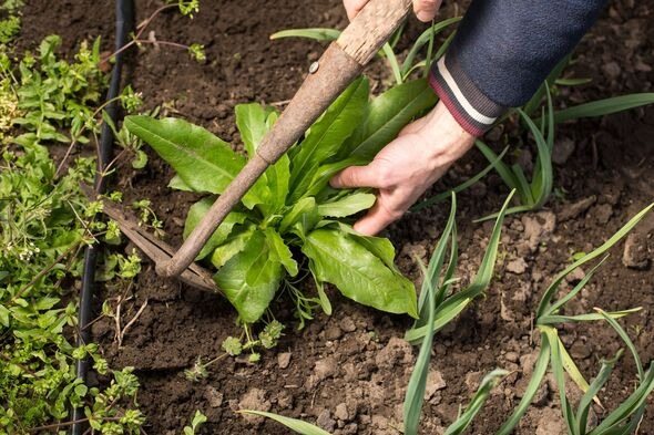 How to remove weeds effortlessly