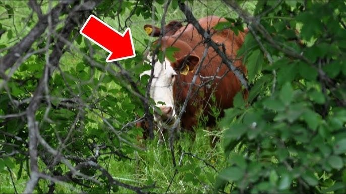 Farmer finds a missing cow after 8 months – when he gets closer, he turns pale ➤ Buzzday.info